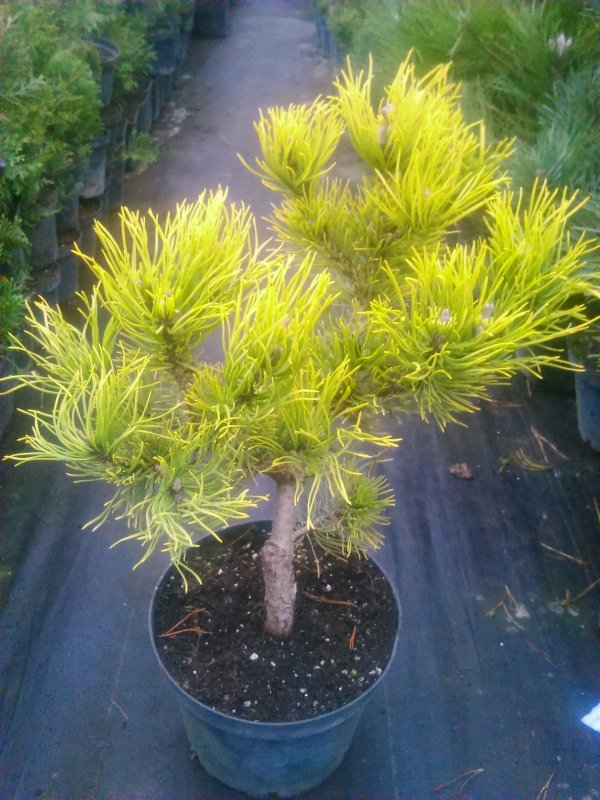 Pinus mugo Golden Glow
