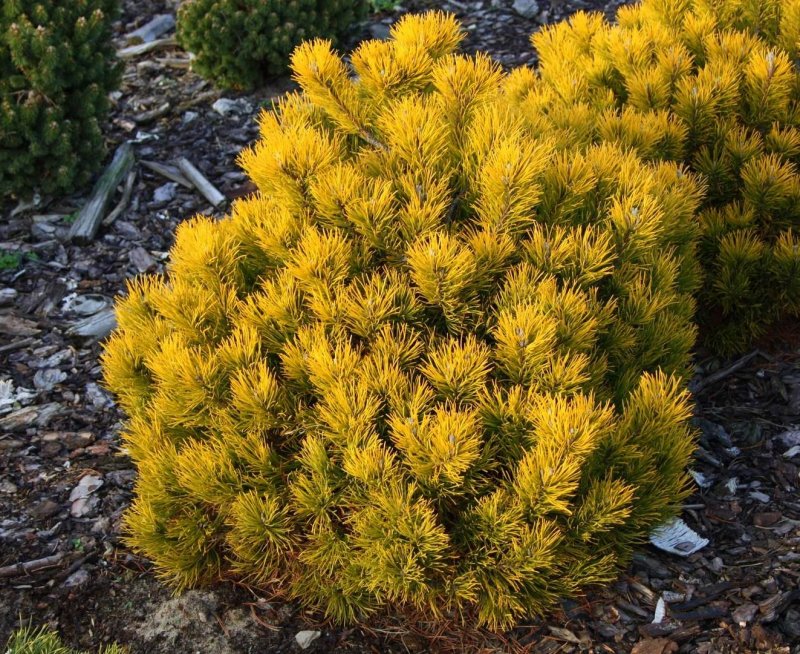 Pinus Ponderosa