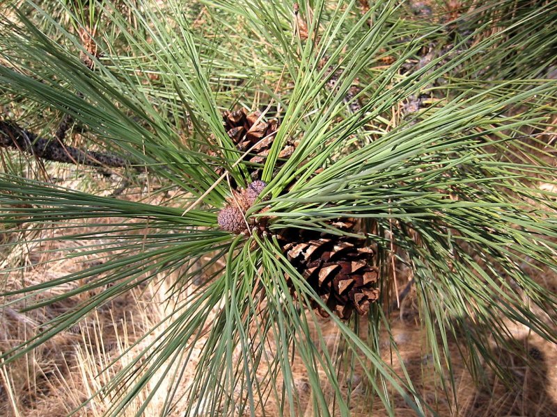 Pinus mugo 'Wintersonne'