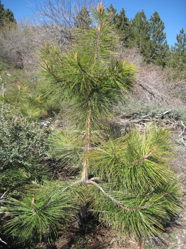 Pinus mugo 'Yellow Tip'