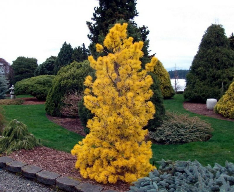 Сосна желтая Pinus Ponderosa