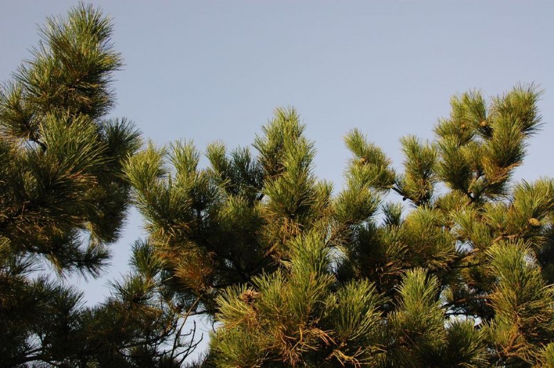 Pinus mugo 'Wintersonne'