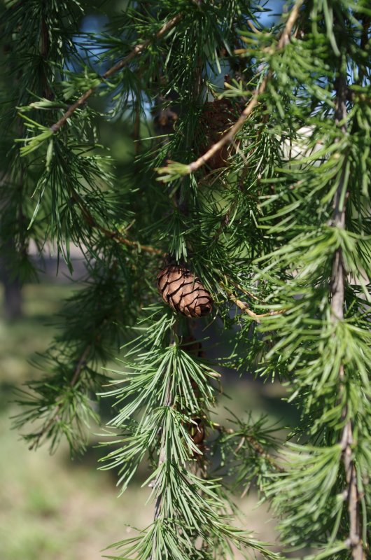 Larix laricina Newport