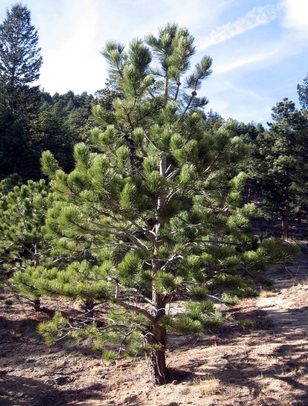 Монтана National Tree Ponderosa Pine
