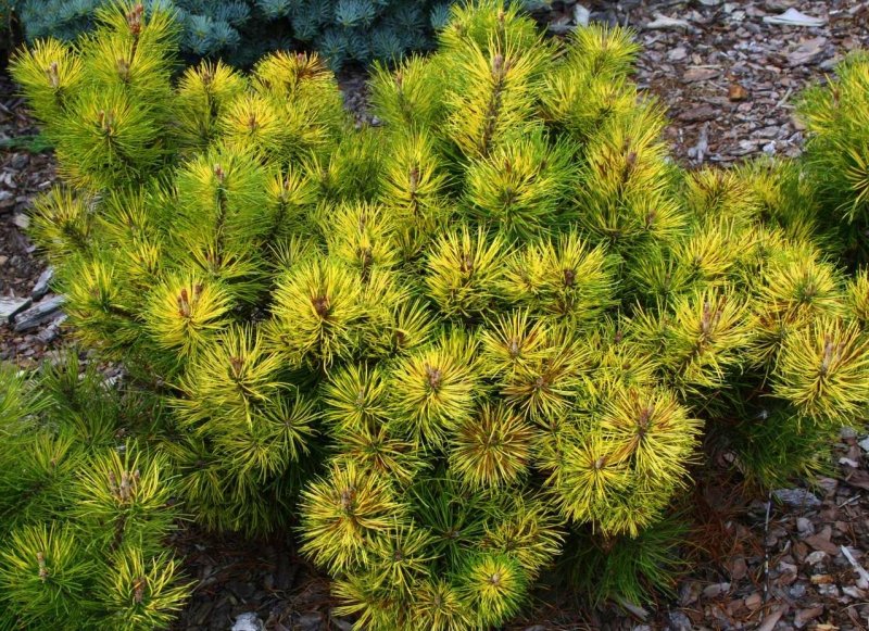 Pinus nigra 'Goldfingers'