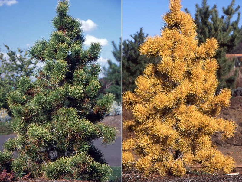 Pinus Sylvestris Wintergold