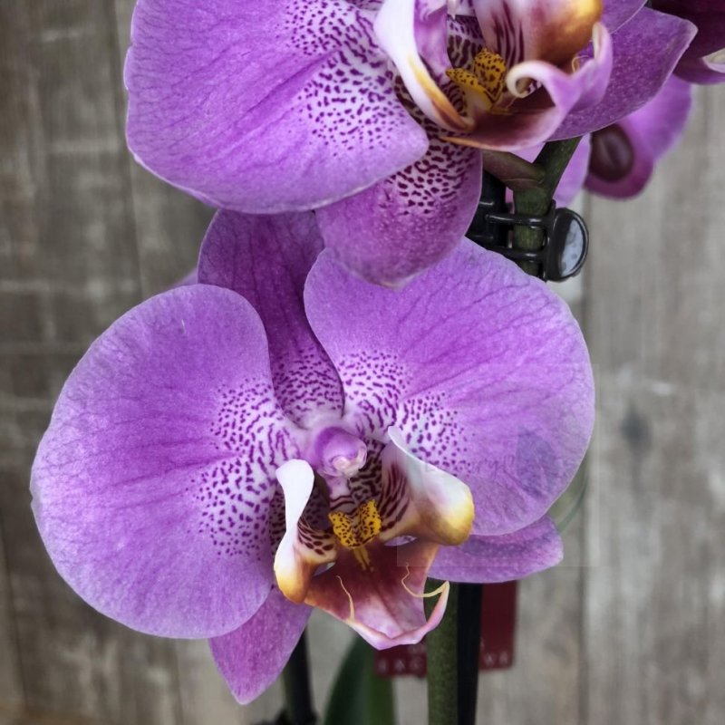 Орхидея Phalaenopsis Marillion