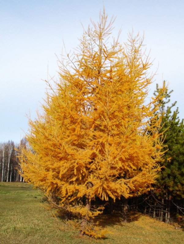 Лиственница американская Larix laricina
