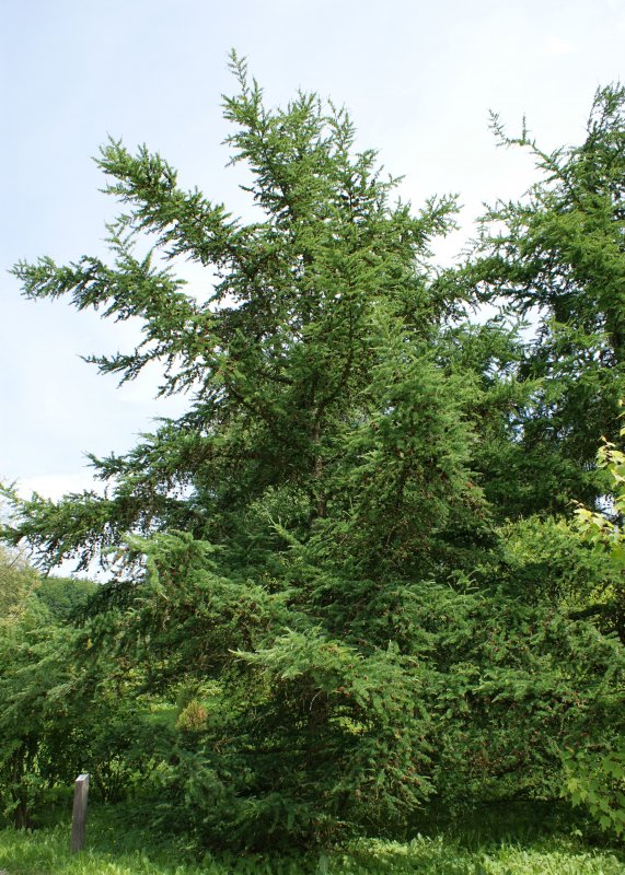 Нечкино лиственница памятник