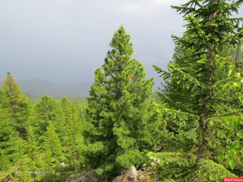 Лиственница Эмеральд Куртейн