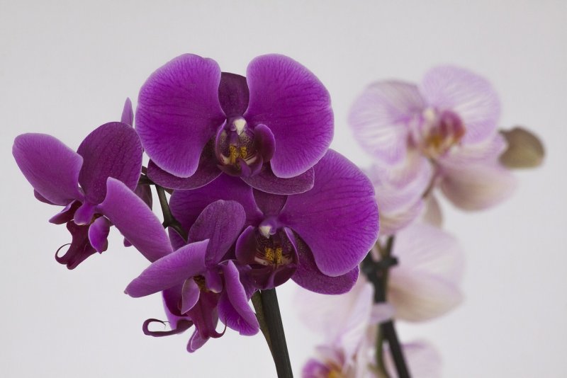 Орхидея Bernhard Phalaenopsis