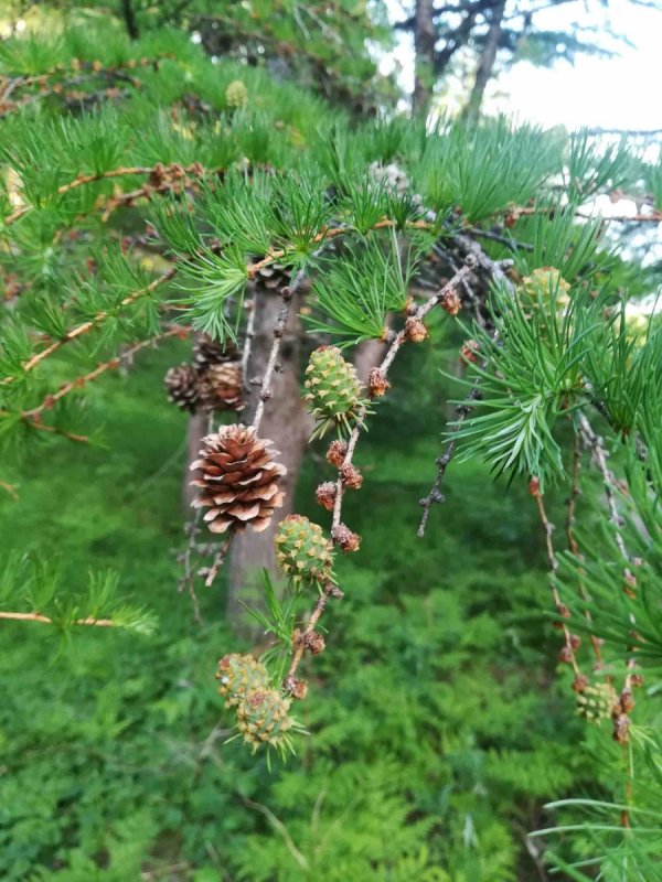 Лиственница Сибирская Larix sibirica