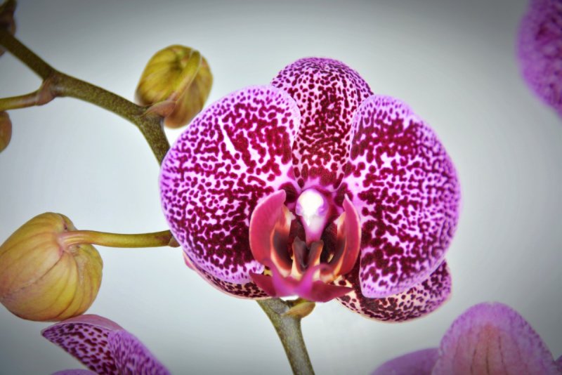 Орхидея Phalaenopsis Potter