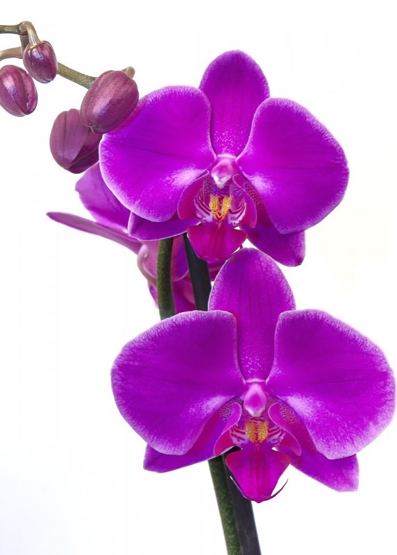 Орхидея Phalaenopsis Carmen