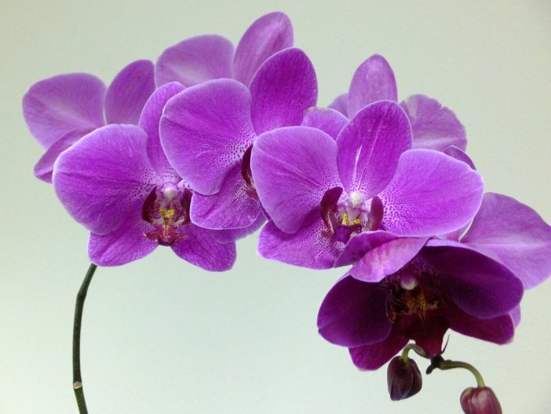 Фаленопсис (Phalaenopsis) – Орхидея
