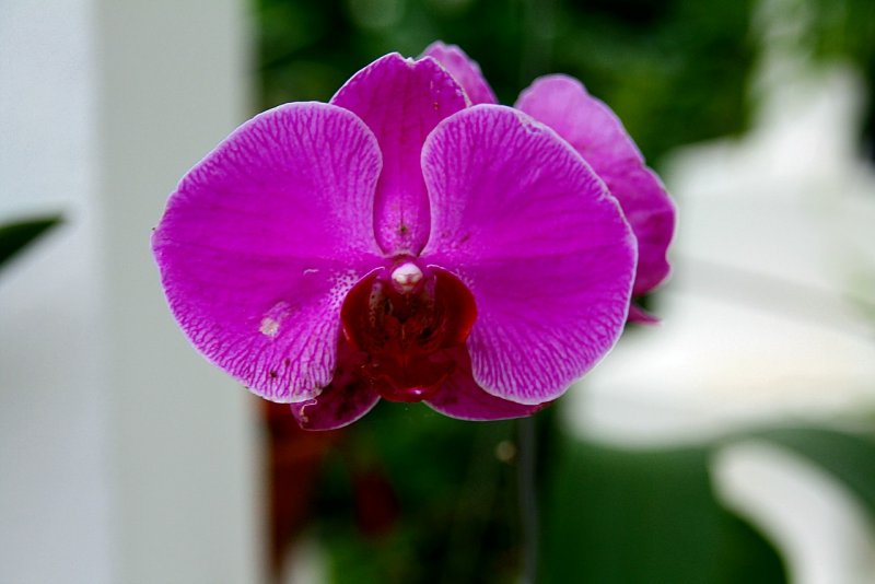 Фаленопсис Lilac, Violet