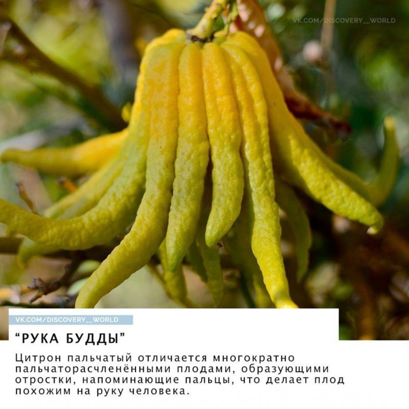 Цитрон пальчатый дерево