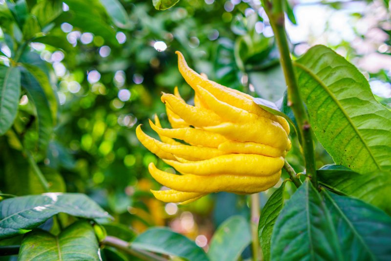 Цитрон "Ординарио" (Citrus Medica "ordinario")