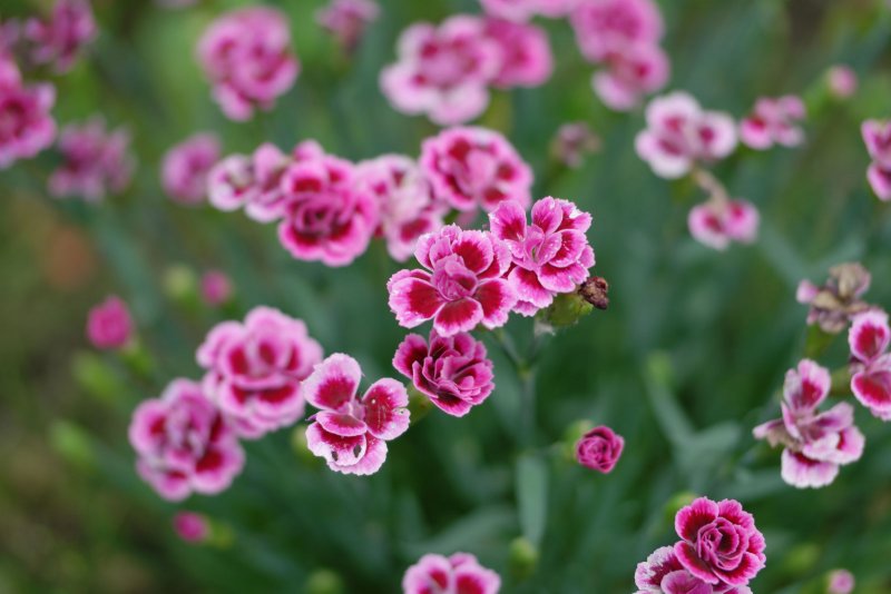 Dianthus caryophyllus