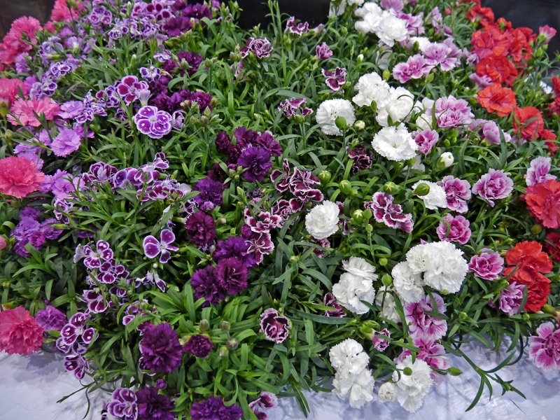 Гвоздика Садовая (Dianthus caryophyllus) "Chabaud"