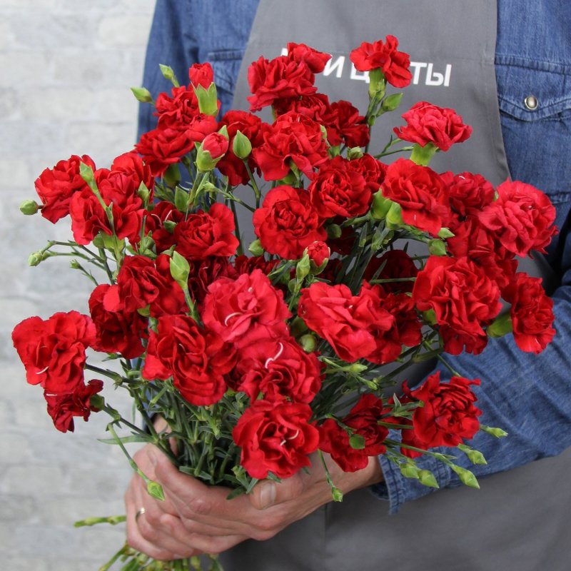 Гвоздика кустовая Скайлайн
