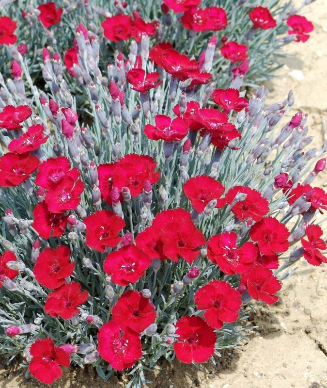 Гвоздика Альпийская Dianthus Alpinus