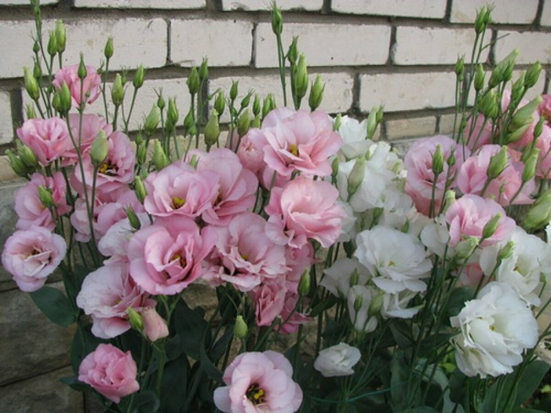 Эустома клубневая