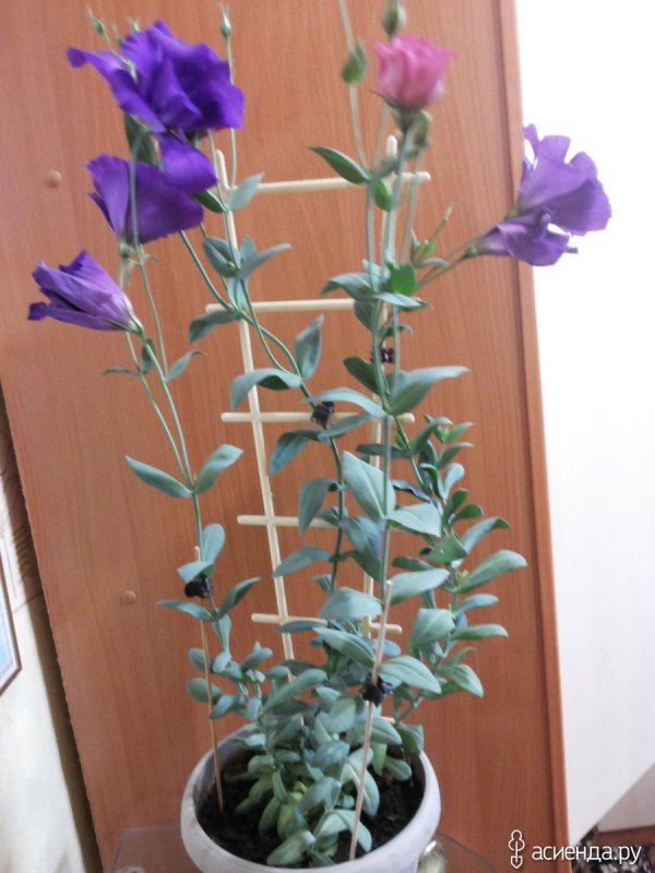 Опоры для эустомы