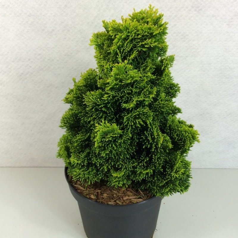 Chamaecyparis obtusa Aurora кипарисовик