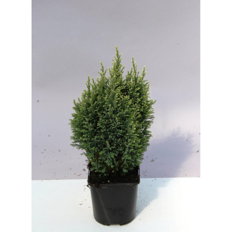 Chamaecyparis Aurora