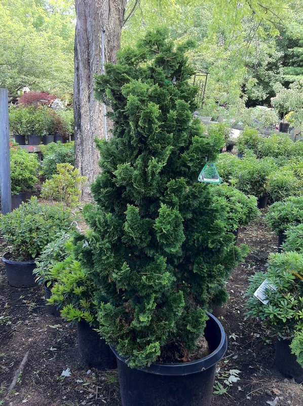 Chamaecyparis obtusa 'Birgit'
