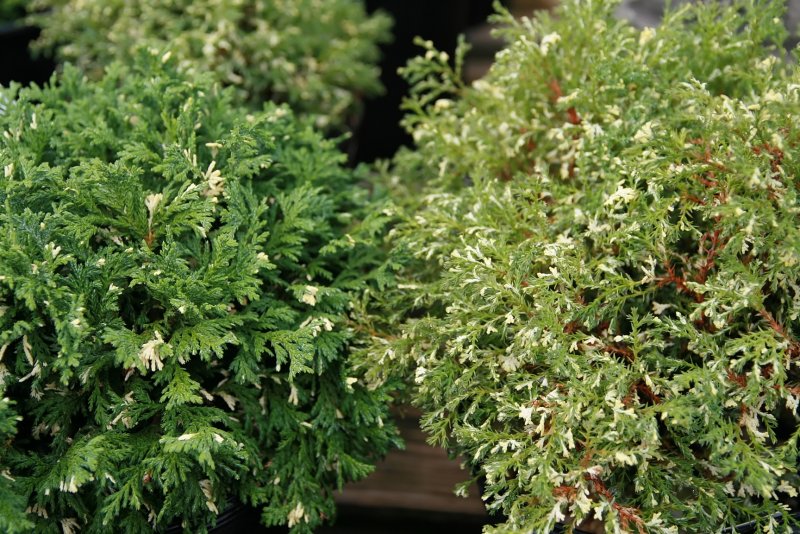 Chamaecyparis obtusa