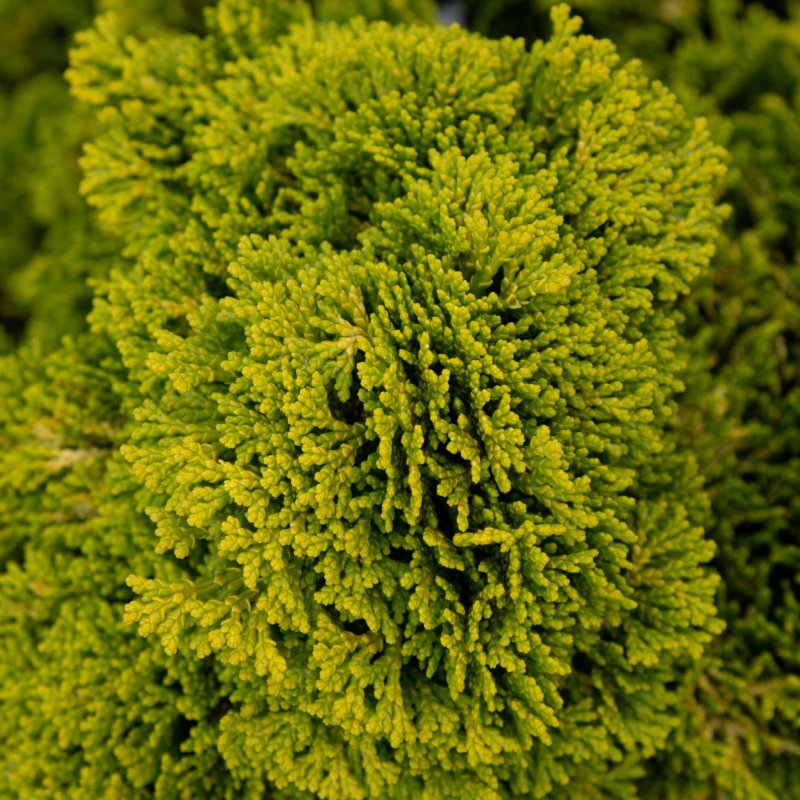Chamaecyparis obtusa 'Aurora'