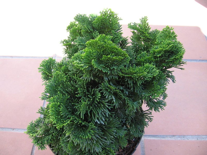 Кипарисовик obtusa Nana gracilis