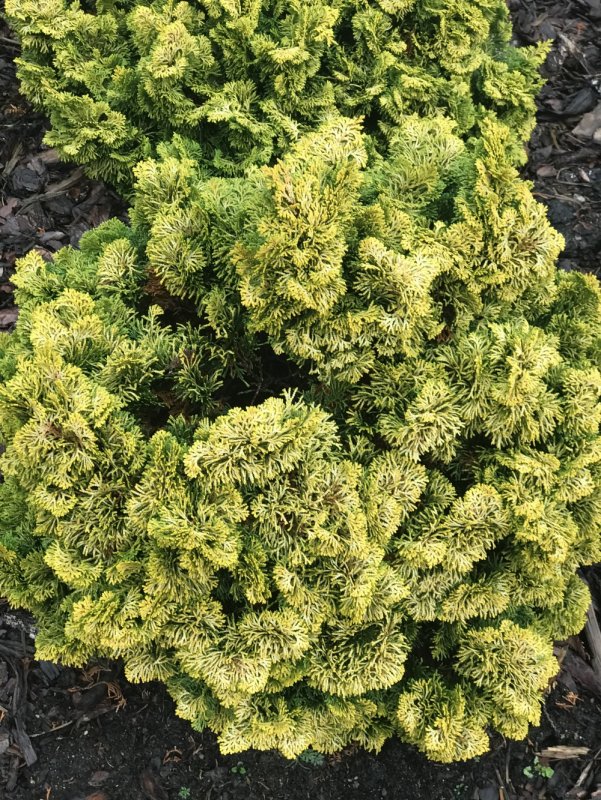 Chamaecyparis obtusa 'Aurora'