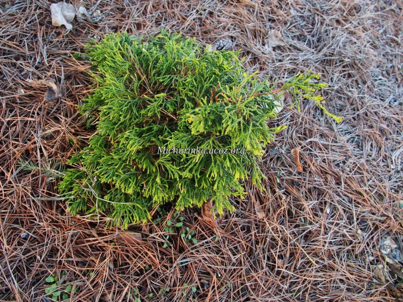 Chamaecyparis pisifera 'Golden Pincushion'