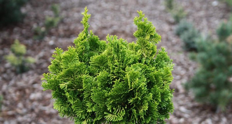 Кипарисовик Chamaecyparis