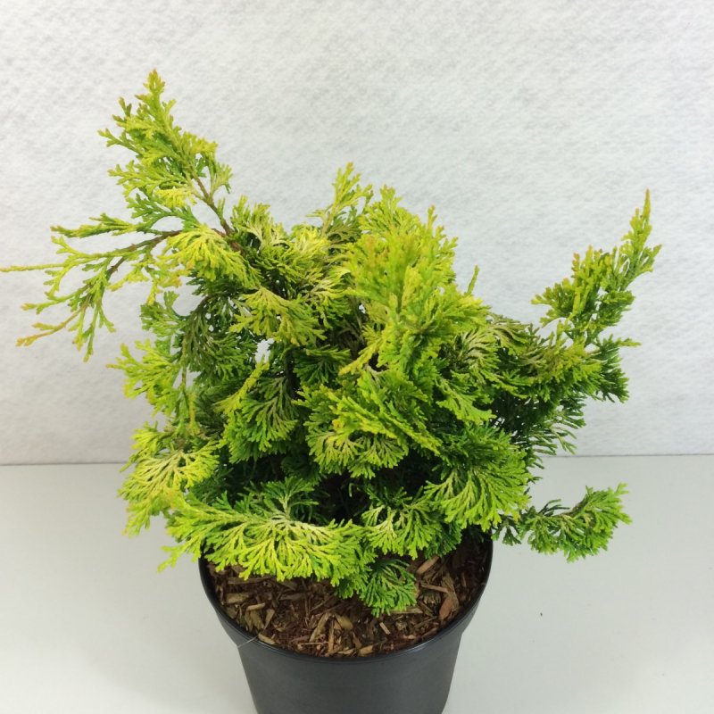 Кипарисовик Chamaecyparis obtusa Gitte