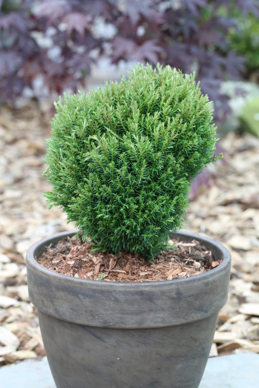 Thuja occidentalis Teddy