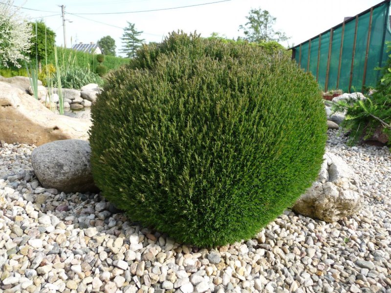 Thuja occidentalis Teddy
