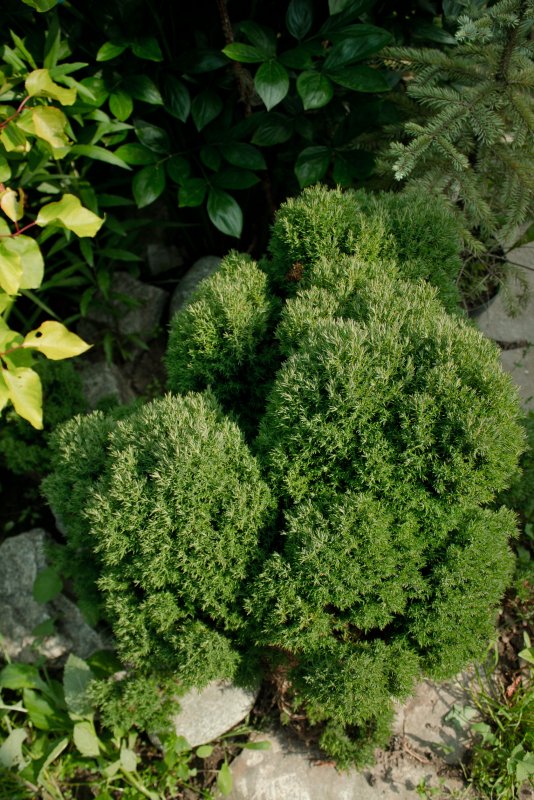 Thuja occidentalis Teddy