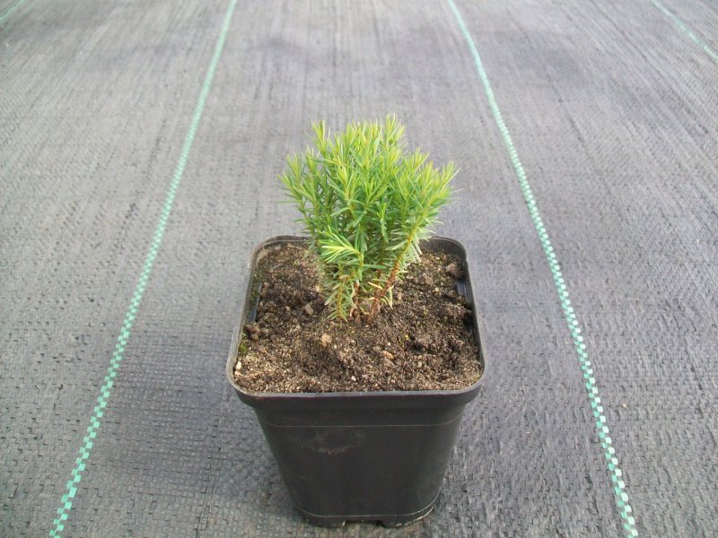 Thuja occidentalis 'Pincushion'