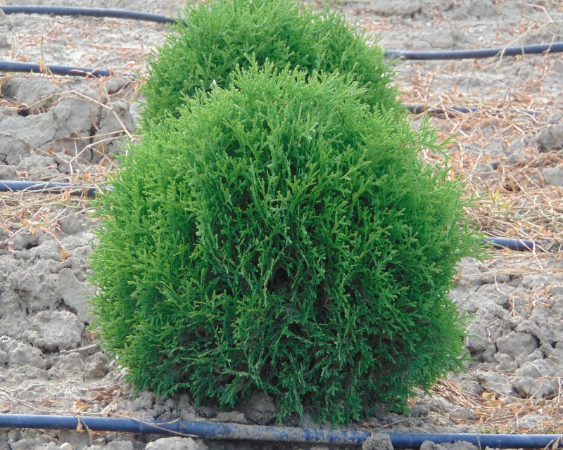 Туя Западная little Gem(Thuja occidentalis little Gem)