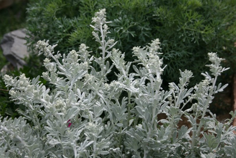 Полынь Стеллера Silver Brocade