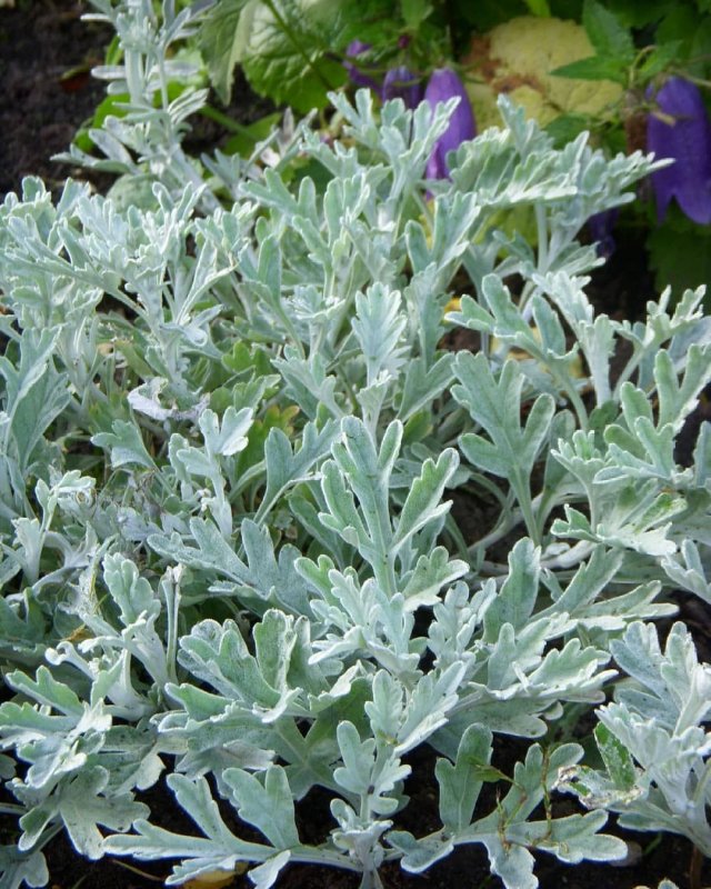 Полынь Стеллера (Artemisia stelleriana)