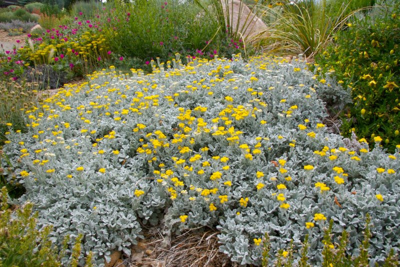 Полынь Полевая Artemisia Campestris