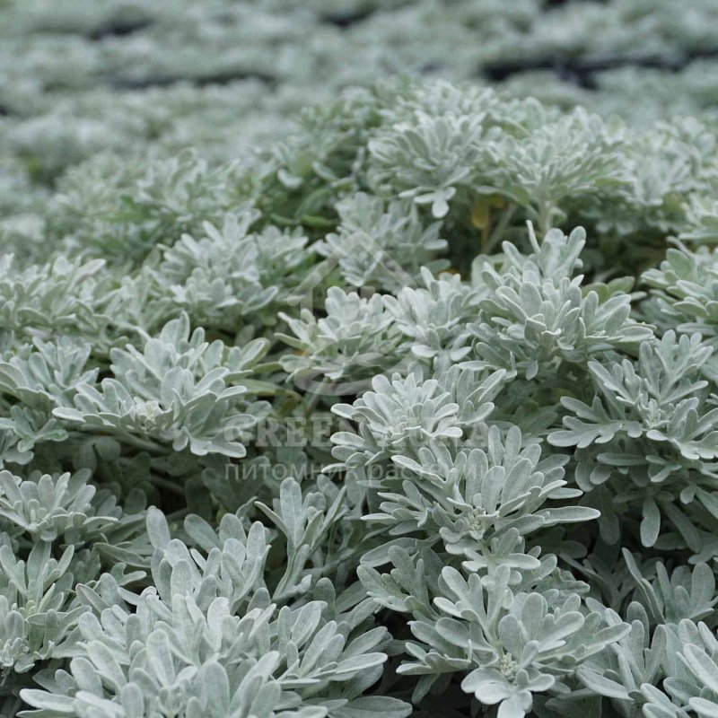 Atriplex semibaccata к какому семейству относится