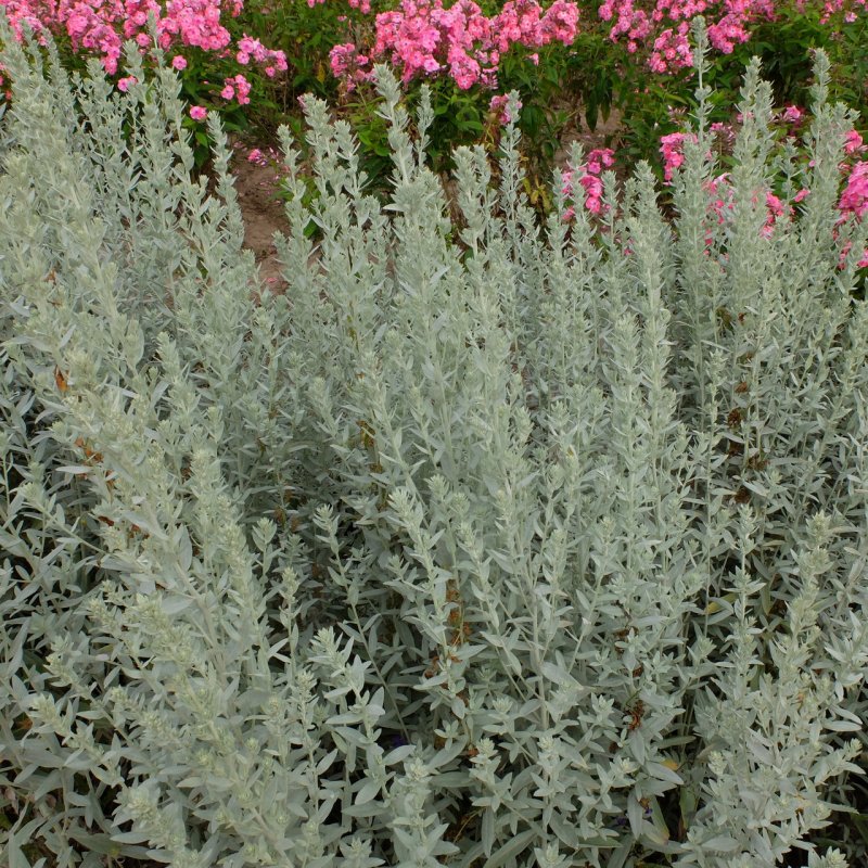 Полынь пурша (Artemisia purshiana)