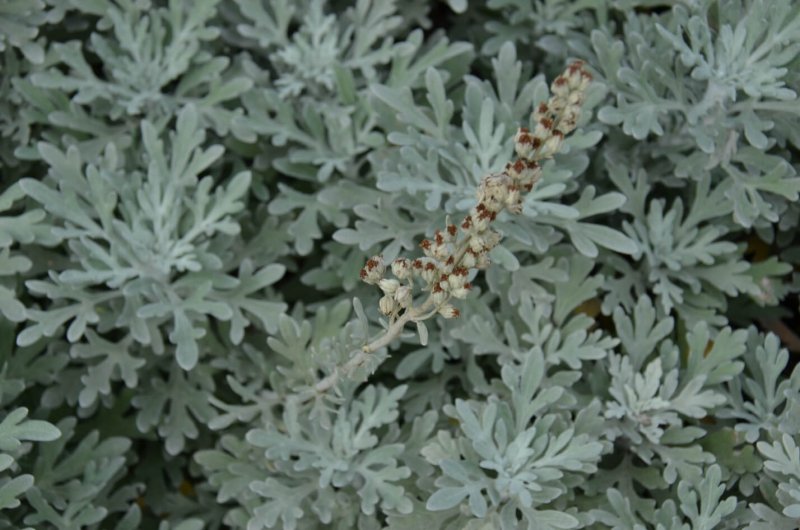 Полынь Людовика "Silver Brocade"