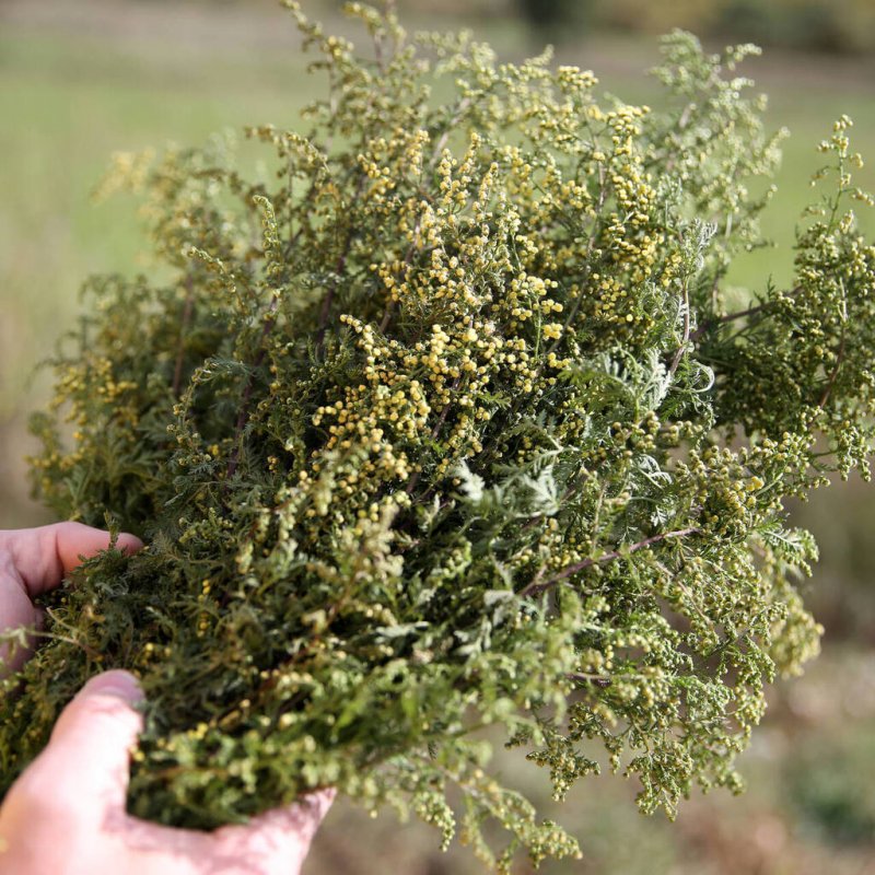 Тысячелистник серебристый (Achillea Argentia)
